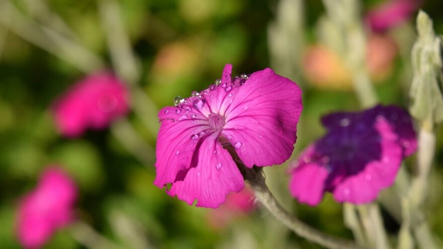 Venčasta rumenika - raskošna ružičasta nostalgija