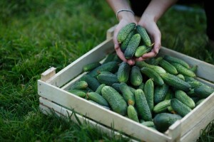 Zaživjele farme kornišona i malina u Biraču