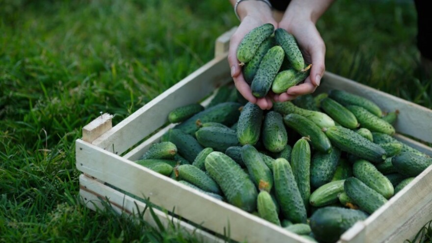 Zaživjele farme kornišona i malina u Biraču