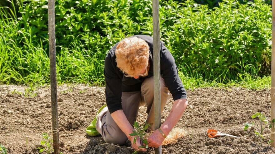 Kakve kolce koristiti za uzgoj povrća?
