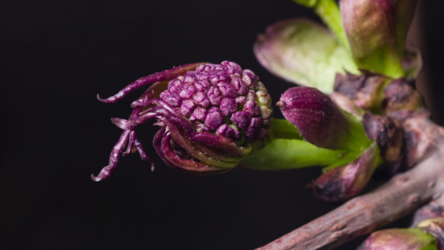 Znate li da su bobe crvene bazge hranjivije od boba crne?