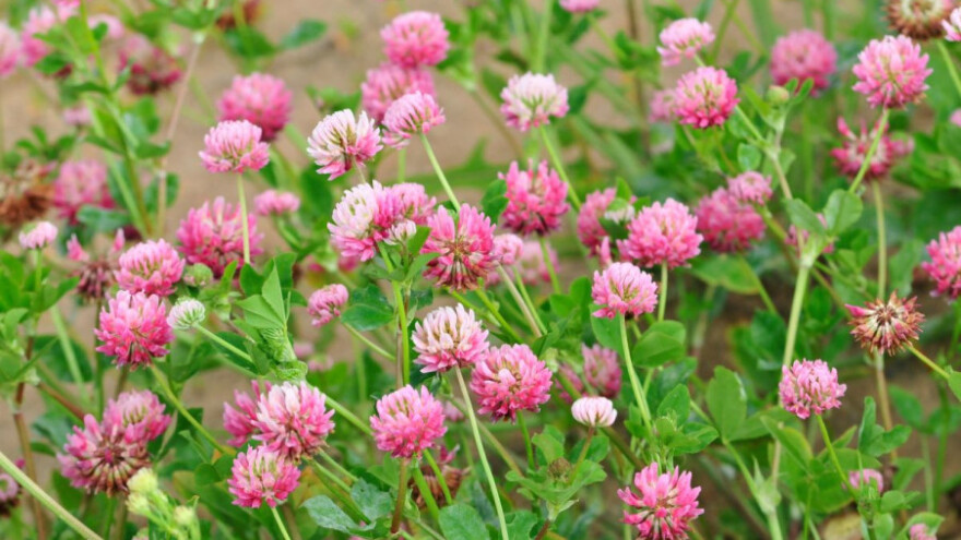 Važnost zelene gnojidbe u poljoprivrednoj proizvodnji