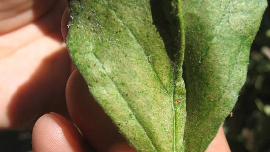 Crvena voćna grinja direktno utiče na prinos