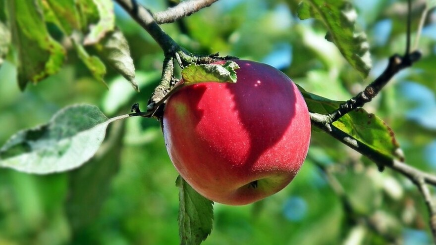 Kako do dobre crvene boje jabuke?