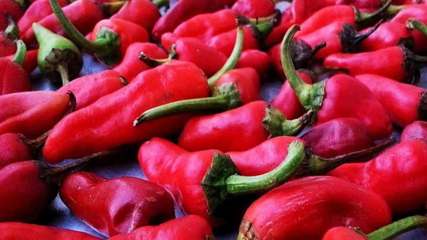 Vrtka - autohtona sorta paprike vraćena iz zaborava