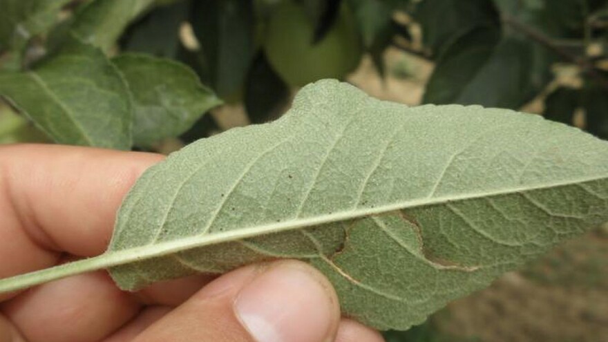 Kako uspešno suzbijati crvene voćne grinje?