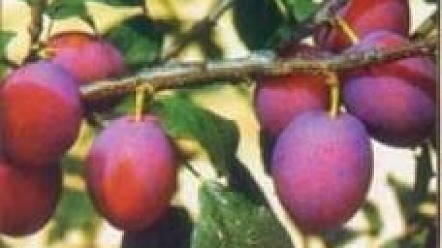 Zaštita nasada koštičavoga voća