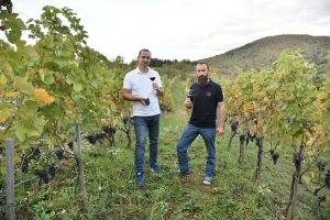 Rođaci otvorili vinariju na crvenom brijegu i oživljavaju legende