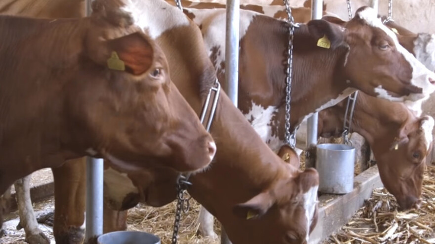 Crveni holštajn za 9.000 litara mleka godišnje
