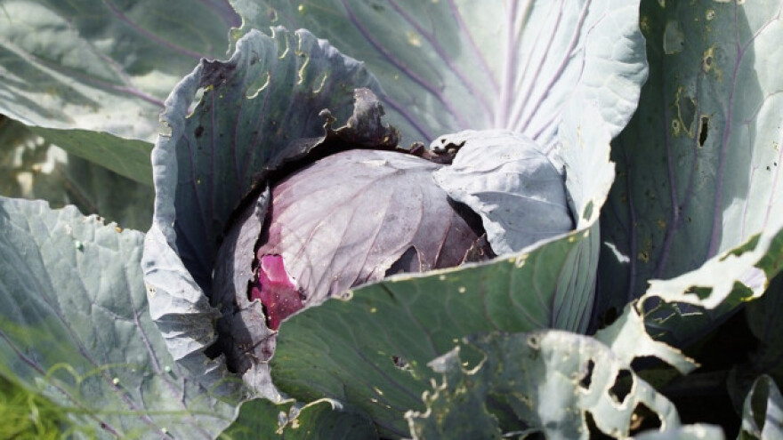 Crveni kupus umesto šargarepe i cvekle