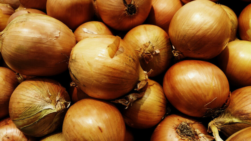 Nizozemski luk: Zalihe su pri kraju?