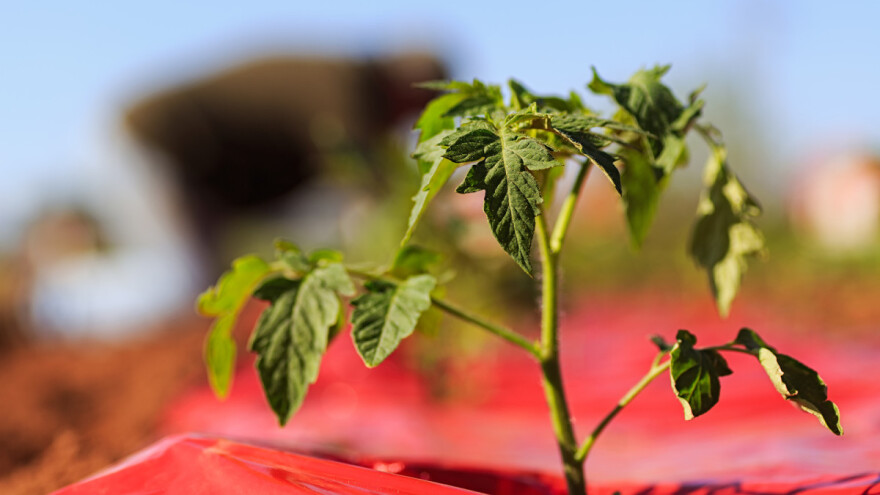 Primjena raznobojnih malč folija u povrćarstvu