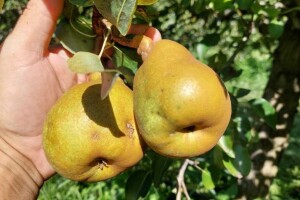 Koliko je štetan crveni voćni pauk i kako ga suzbiti?