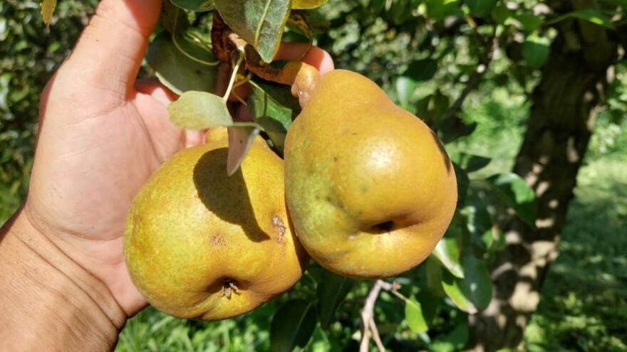 Koliko je štetan crveni voćni pauk i kako ga suzbiti?