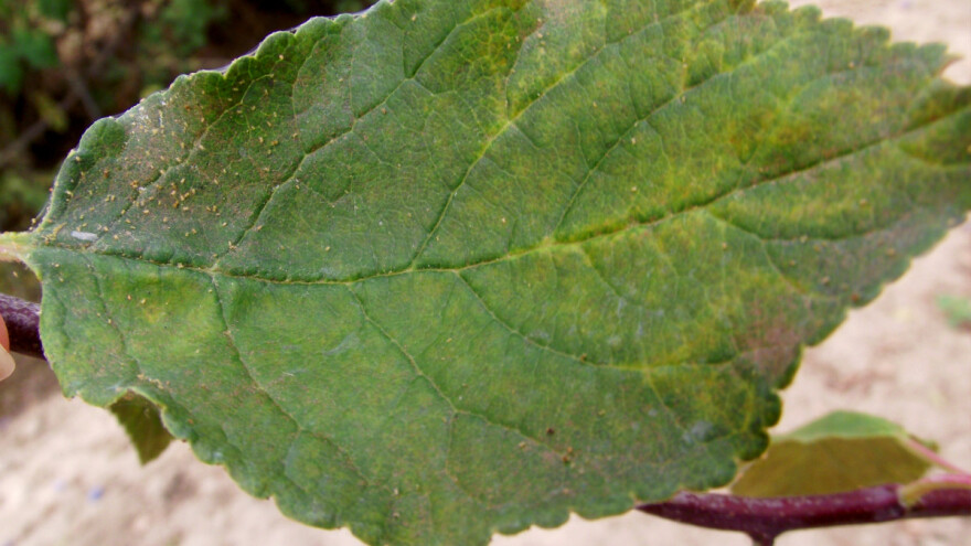 Listovi šljive i toplo vreme: Poslastica za obične paučinare i rđaste grinje