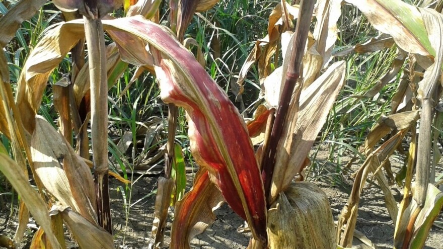 Crvenilo lista kukuruza može umanjiti prinos i zrna i silaže