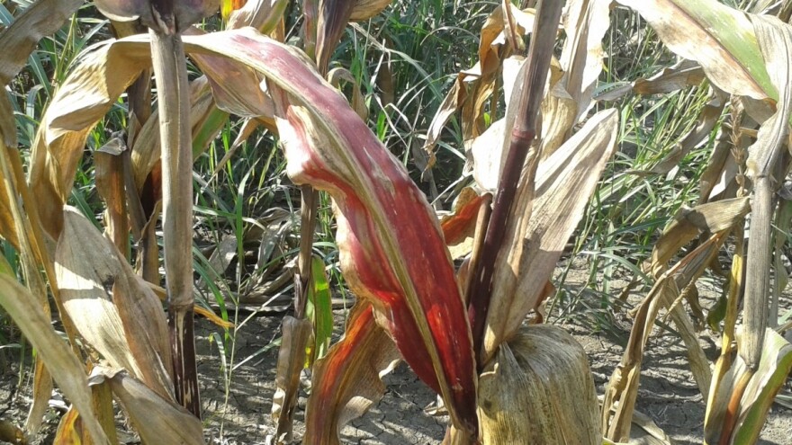 Crvenilo kukuruza može da smanji prinos od 40% do 90%