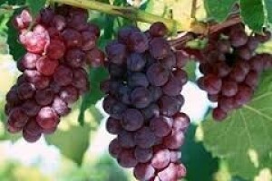 Zaštita vinove loze od pepelnice i crne pjegavosti