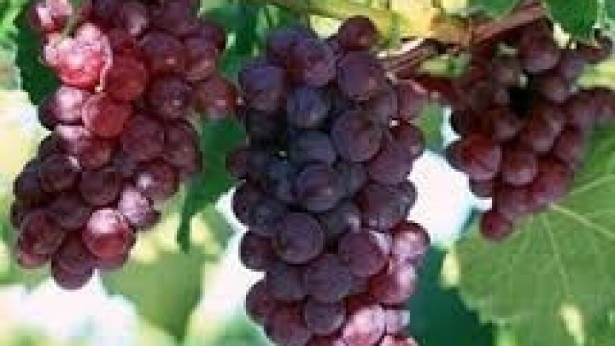 Stanje u vinogradima na međimurskom podurčju