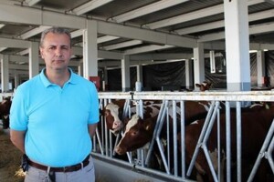 Najveća farma crvenog norveškog goveda na svijetu