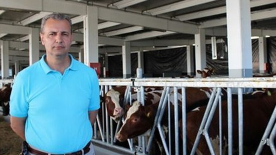 Najveća farma crvenog norveškog goveda na svijetu