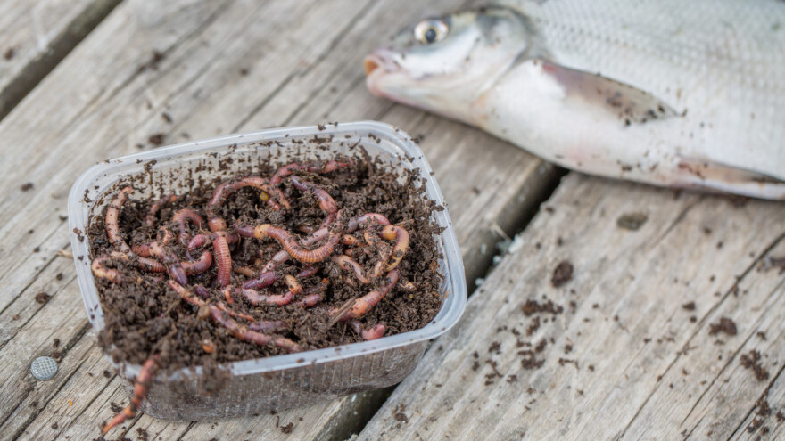 Kako uzgojiti crve i gliste za ribolov?