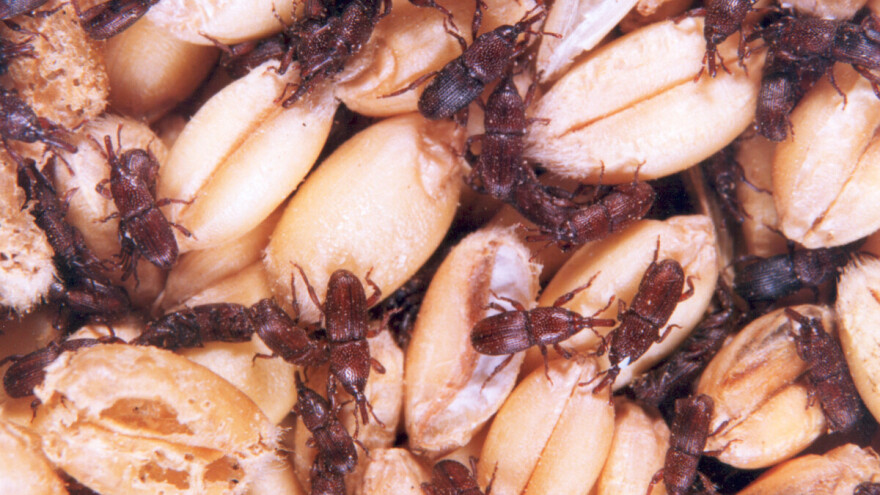 Žitni žižak: Provjerite vaše hambare i uskladištene količine žita