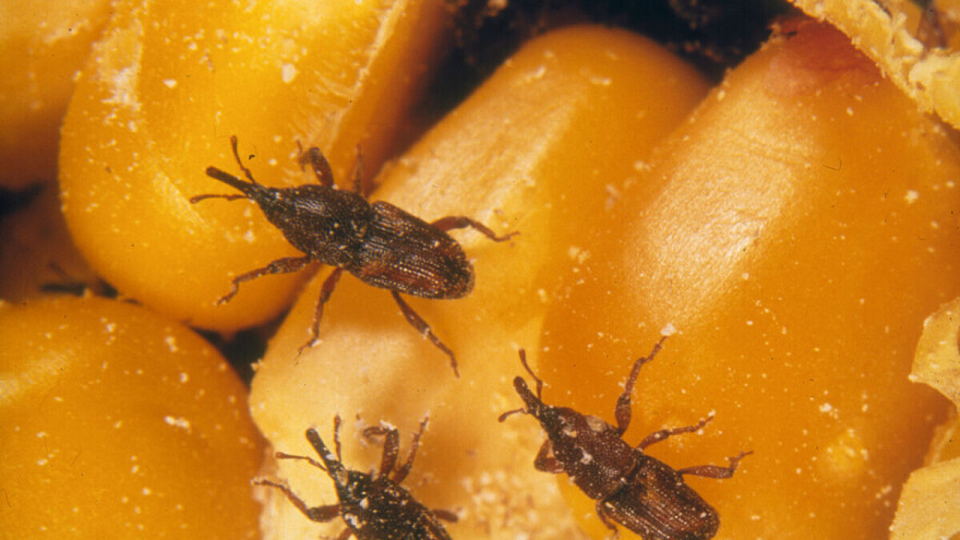 Suzbijanje skladišnih štetočina dijatomejskom zemljom