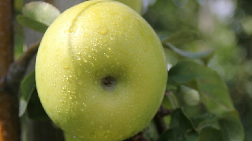 Priznata nova sorta jabuke Pia41 otporna na krastavost