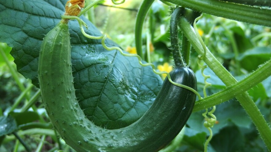 Koji način proizvodnje krastavaca daje najbolje rezultate?