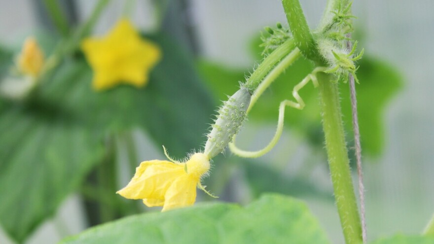 Poljoprivrednici u Federaciji BiH traže minimalno 150 miliona KM iz budžeta za 2020.