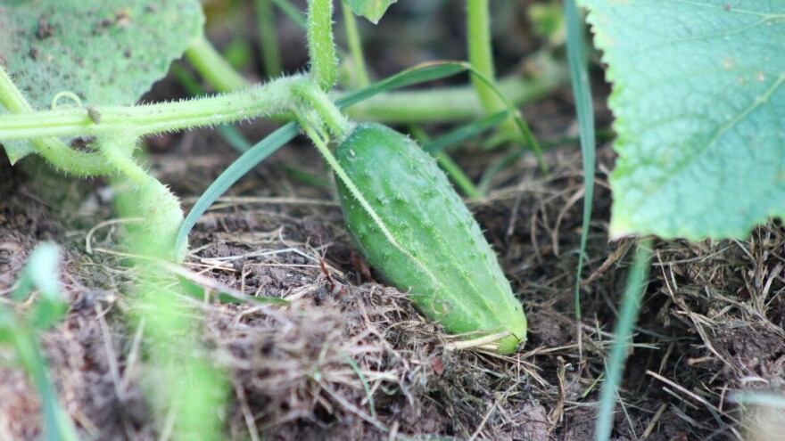 Nedostatak berača kornišona - ne žele raditi za satnicu od 3 KM