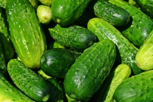 Rezidba plasteničkog krastavca