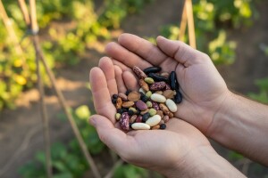 Čudesan vrt hranjivih biljki