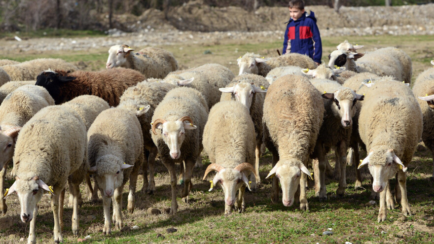 Ima samo 9 godina, a što uštedi, ulaže u svoje malo stado