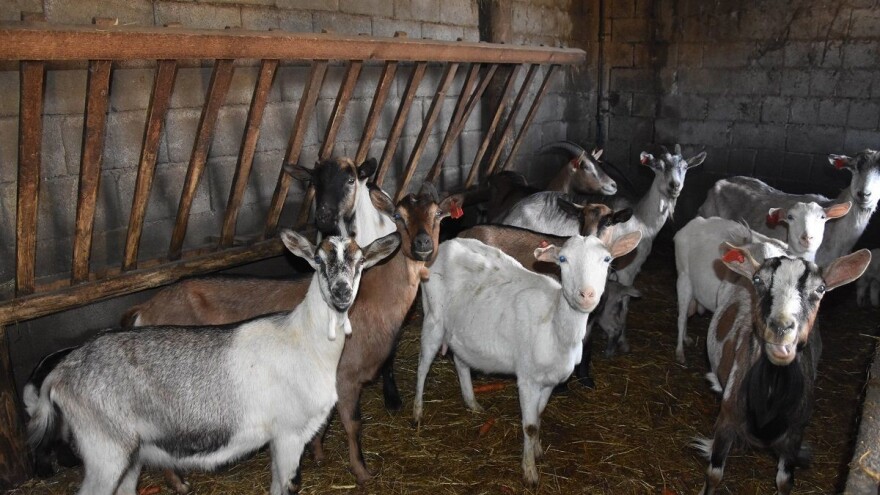 Program potpore za unaprjeđenje proizvodnog potencijala - goveda, ovce, koze i perad