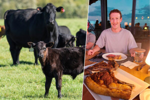 Mark Zuckerberg počeo uzgajati goveda: Od svih mojih projekata, ovaj je najukusniji