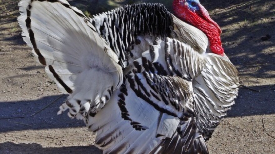 Proizvodnja ćurećeg mesa ima potencijala