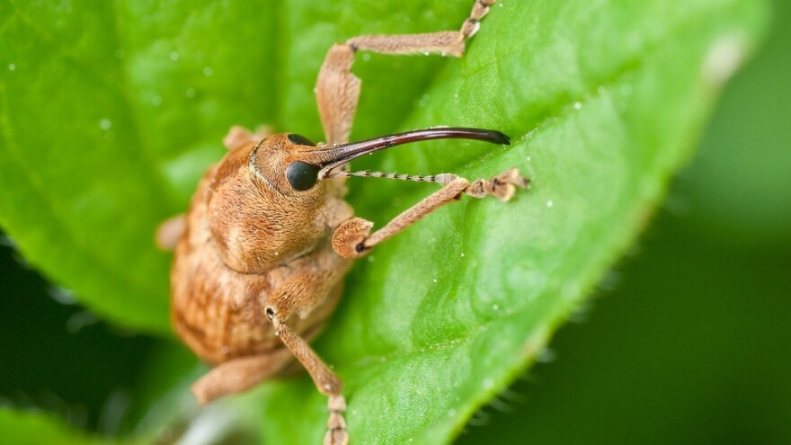 Uočen ljeskotoč na lijesci: Zbog visokih temperatura preporučuju se biostimulatori