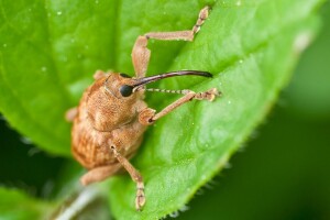 Uočen ljeskotoč na lijesci: Zbog visokih temperatura preporučuju se biostimulatori