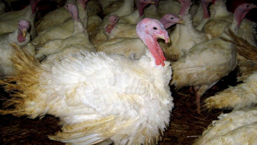 U Jagodini ćurke postale retkost