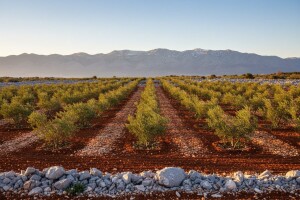 Ćurkoviću zlato za maslinovo ulje