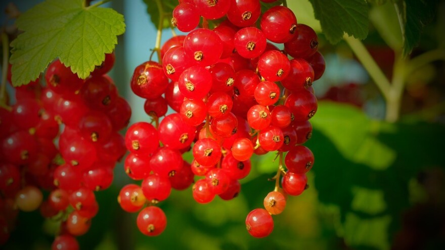 Šta je potrebno da posadite ribizle?