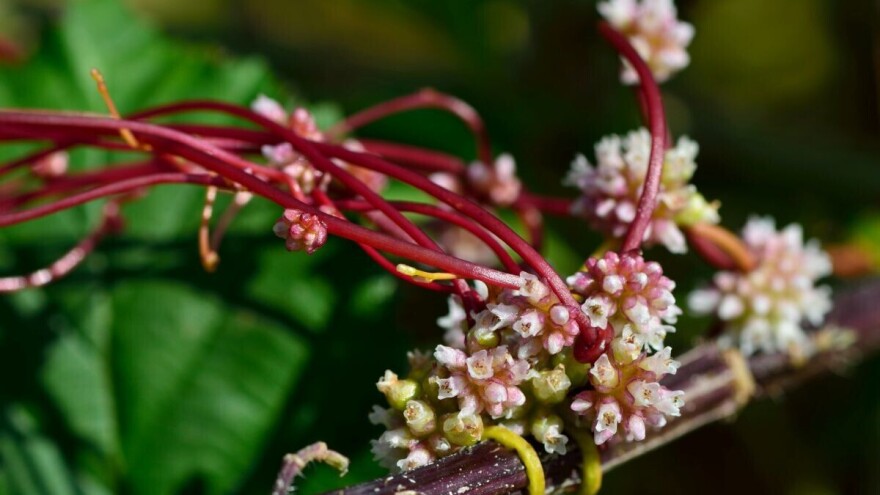 Vilina kosica - opasan korov na djetelini može štetiti i stoci