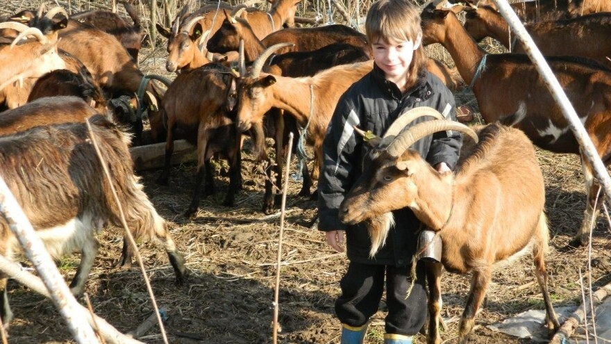 Najmlađi pastir u komšiluku - ima samo 6 godina