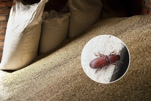 Najčešće skladišne štetočine - kako pravilno zaštititi žitarice, grahorice i druge useve