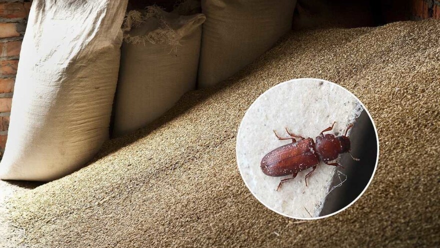 Najčešće skladišne štetočine - kako pravilno zaštititi žitarice, grahorice i druge usjeve