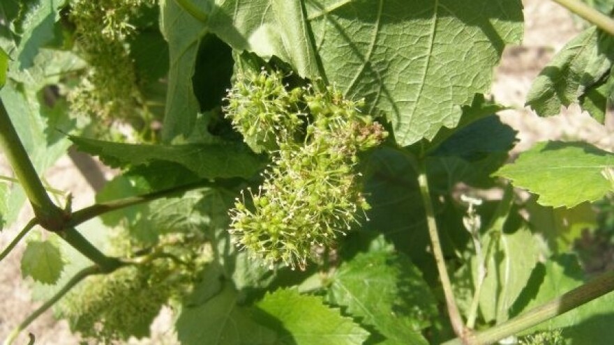 Savjeti za vinovu lozu za tjedan 02.-08.06.2014.