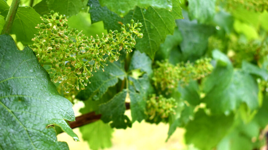 Kako cvate vinova loza i na kakve probleme možete naići?