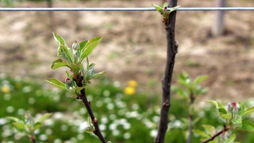 Topli dani pred nama, ipak povremene padavine pogoduju napadu štetočina i bolesti